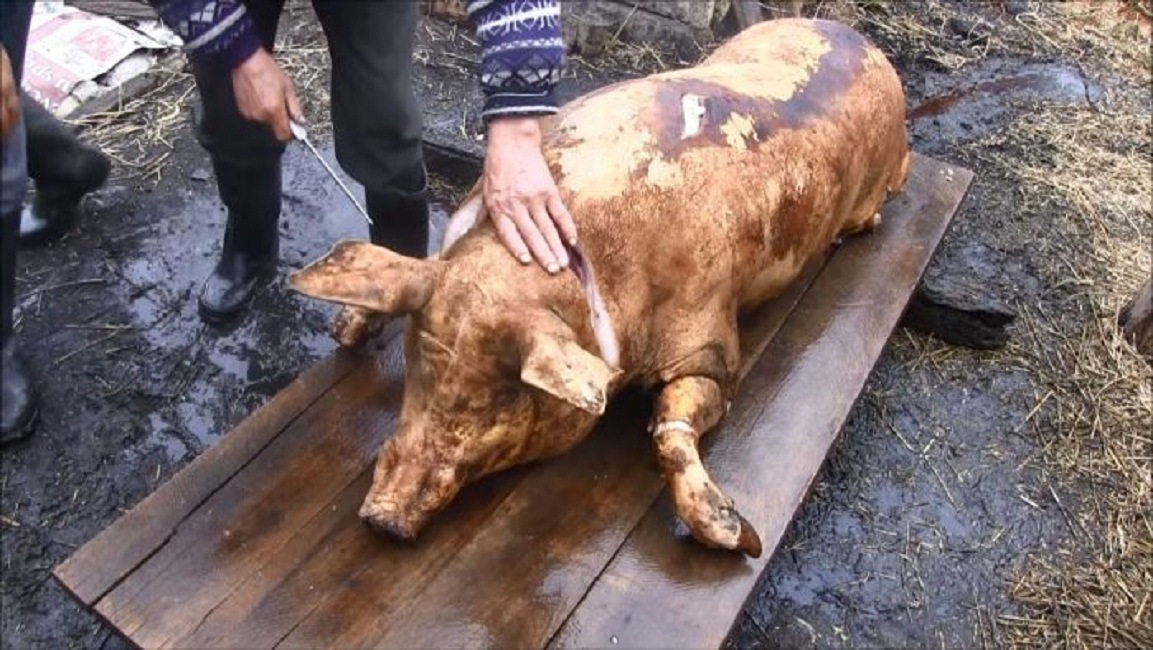 Un porc a avut 14 rinichi