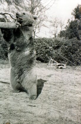 Ursul care a luptat cot la cot cu soldatii, in Al Doilea Razboi Mondial